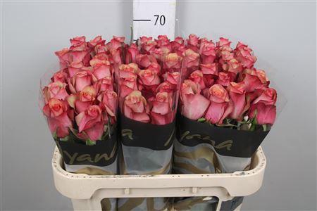 Rosa grootbloemig Vintage