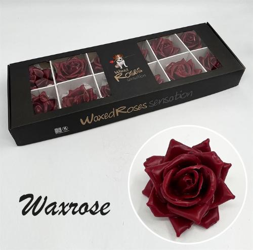 Rosa grootbloemig gewaxt H%