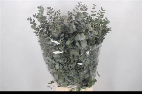 Eucalyptus per bos cinerea