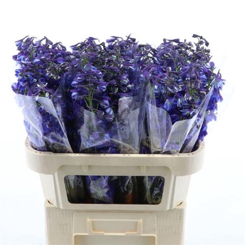 Delphinium Belladonna Grp enkelbloemig Donna