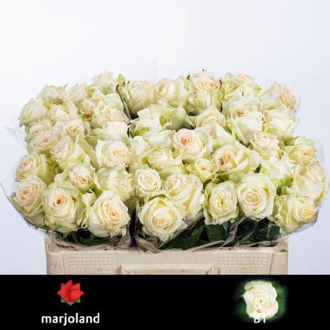 Rosa grootbloemig Dolomiti