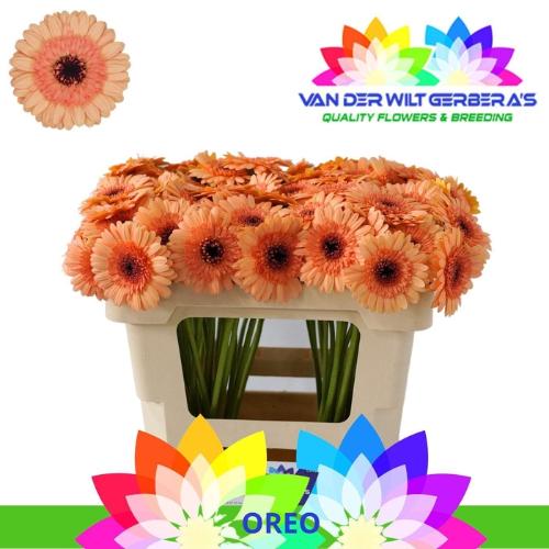 Gerbera mini Oreo