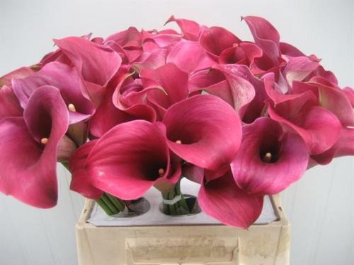 Zantedeschia 'Captain Promise'