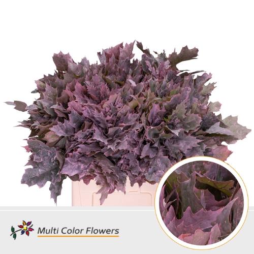 Quercus rubra kleurbehandeld H%