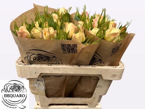 Rosa tros Champagne Rokoko