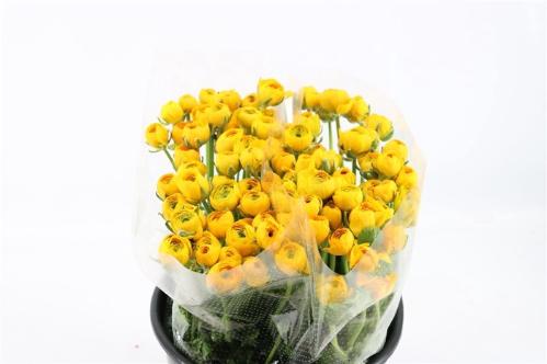 Ranunculus asiaticus 'Elegance Yellow'