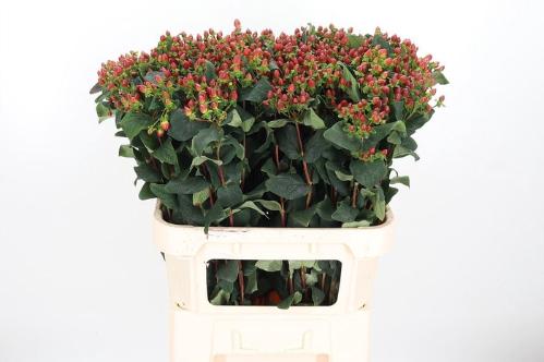 Hypericum x inodorum Go Cherry