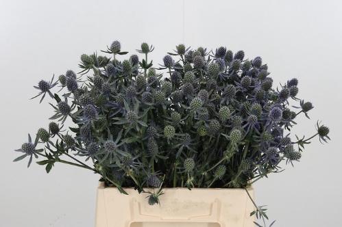 Eryngium planum 'Blue Glitter'