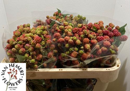 Rubus fruticosus 'Chester'