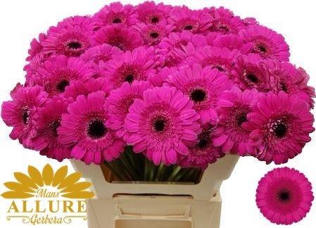 Gerbera mini 'Boost'