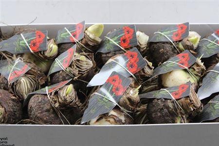 Hippeastrum (bol)