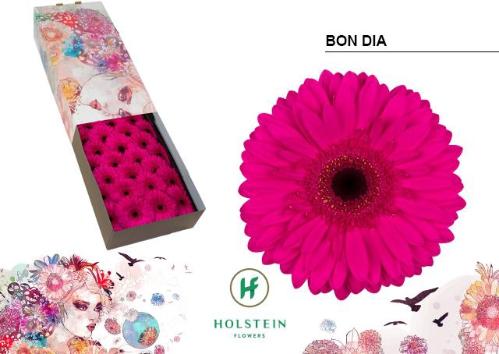 Gerbera grootbloemig Bon Dia