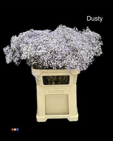 Gypsophila overig kleurbehandeld H%