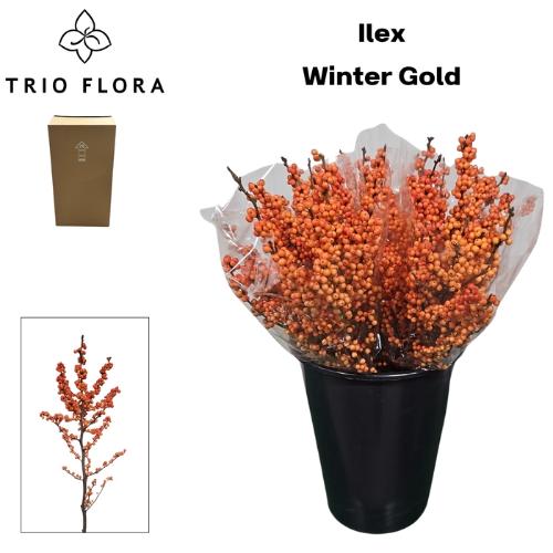Ilex verticillata 'Winter Gold'