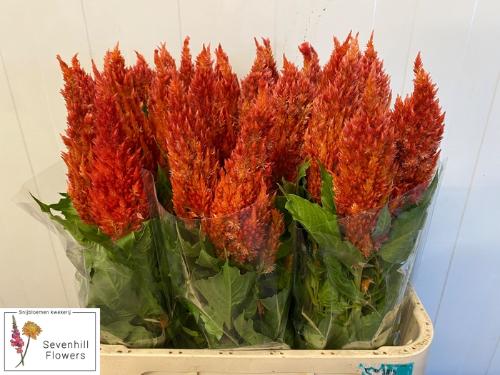 Celosia argentea (Plumosa Grp) Sunday Orange