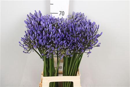 Agapanthus (Funnel Grp) 'Uri'
