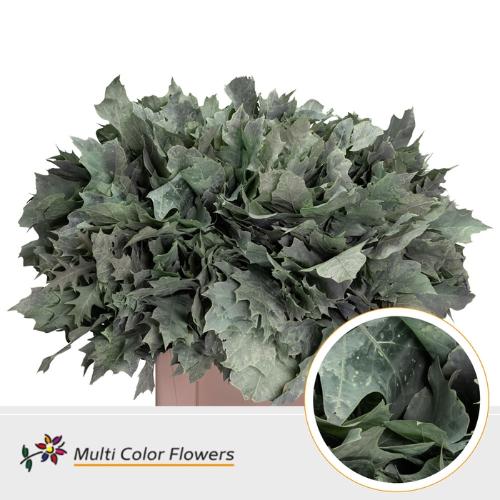 Quercus rubra kleurbehandeld H%