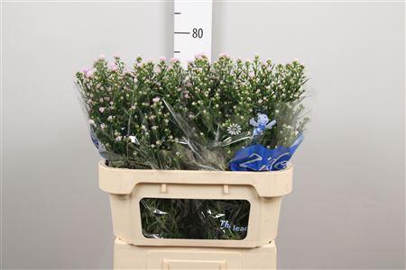 Aster Universum Grp 'Claudia'