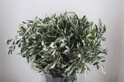 Olea europaea per bos