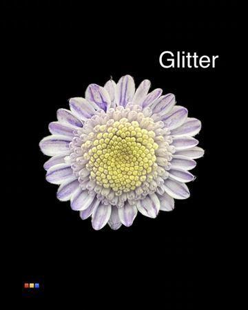 Chrysanthemum Indicum Grp tros kas kleurbehandeld H%