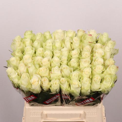 Rosa grootbloemig Athena