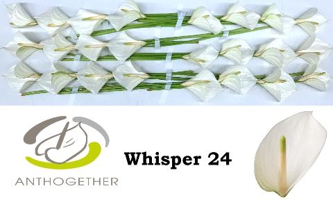 Anthurium Andreanum Grp Whisper