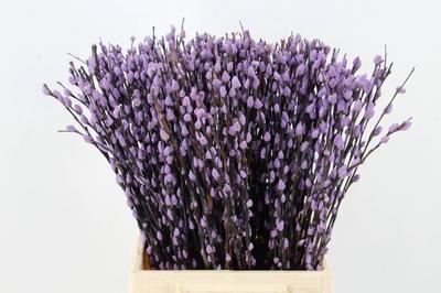 Salix kleurbehandeld H%