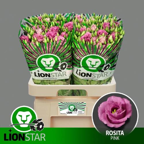 Eustoma russellianum gevuldbloemig 'Rosita Rose Pink'