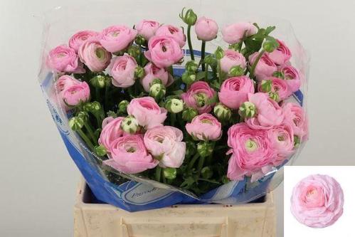 Ranunculus asiaticus Success 416PIN