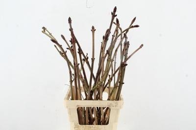 Kastanje-tak (Aesculus)