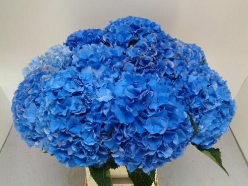 Hydrangea macrophylla Royal Parade