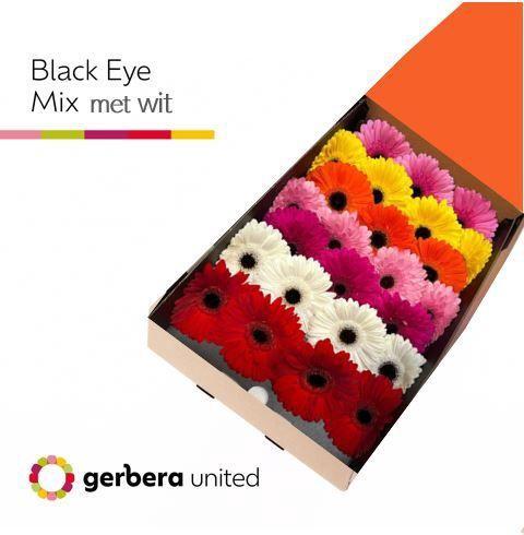 Gerbera grootbloemig gemengd op rij