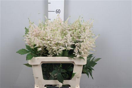 Astilbe Japonica Grp 'Europa'