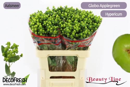 Hypericum x inodorum Globo Applegreen