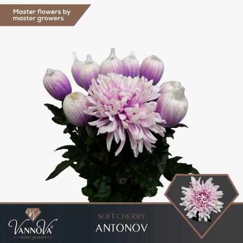 Chrysanthemum (Indicum Grp) geplozen Antonov kleurbehandeld H%