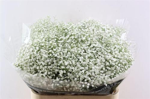 Gypsophila paniculata Zinzi Discovery