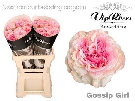 Rosa grootbloemig Gossip Girl