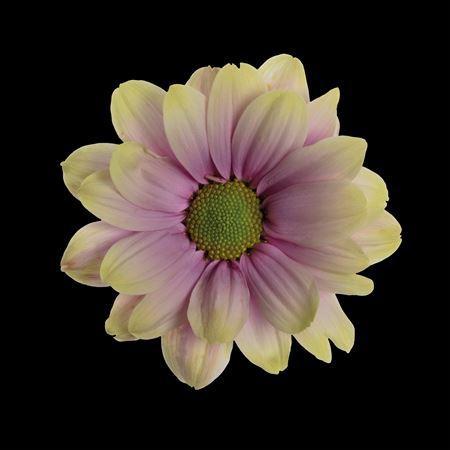 Chrysanthemum Indicum Grp tros kas kleurbehandeld H%