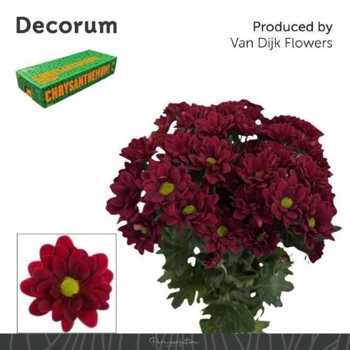 Chrysanthemum (Indicum Grp) tros Mexicano