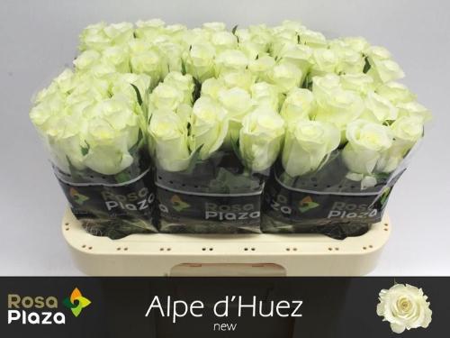 Rosa grootbloemig Alpe D'Huez