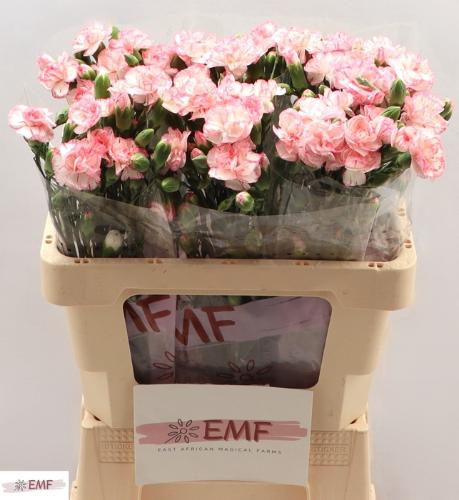 Dianthus tros 'Fancy Amelie'