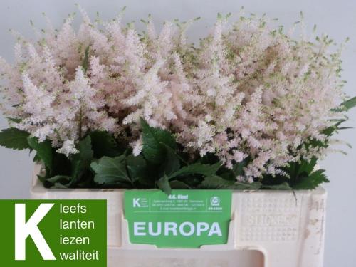 Astilbe Japonica Grp 'Europa'