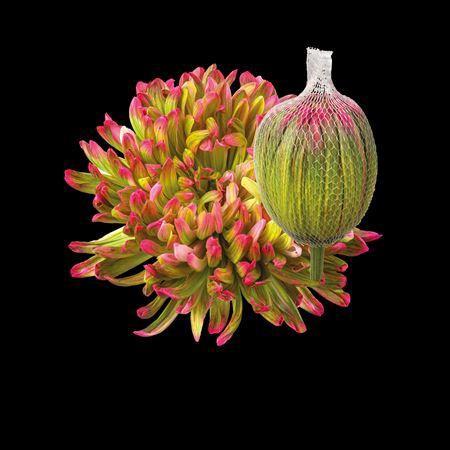 Chrysanthemum (Indicum Grp) geplozen Antonov kleurbehandeld H%