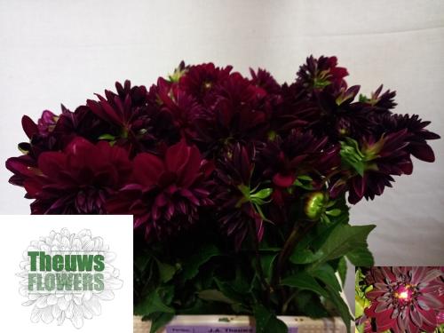 Dahlia 'Arabian Night'