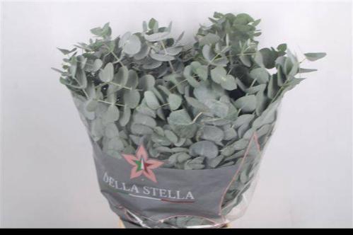 Eucalyptus per bos cinerea