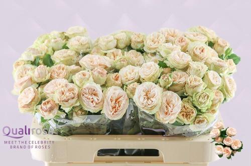 Rosa tros Gentle Trendsetter