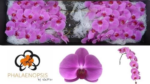 Phalaenopsis per bloem 'Happy Valentina'