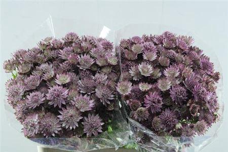 Astrantia major 'Roma'