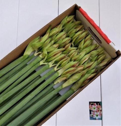 Hippeastrum Galaxy Grp 'Ambiance'