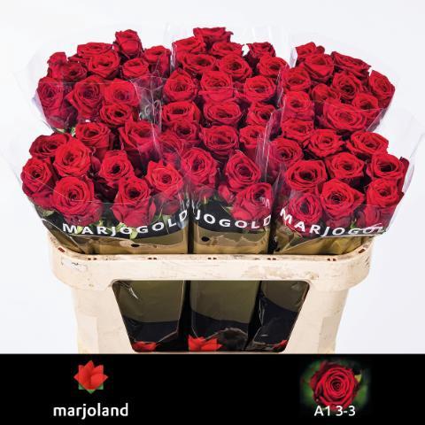 Rosa grootbloemig Red Naomi!